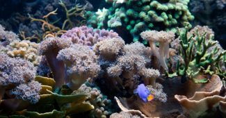 Lithothamne : vertus, consommation, dangers