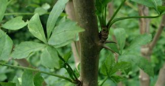 Eleuthérocoque : usages, prise, bienfaits, précautions