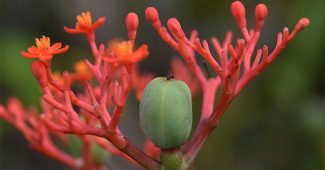 Ginseng rouge : consommation et bienfaits pour l'organisme
