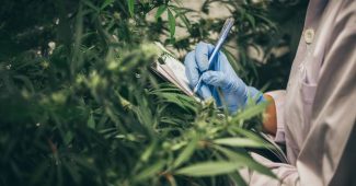 Fleurs de CBD : règlementation de l'usage et infos pratiques