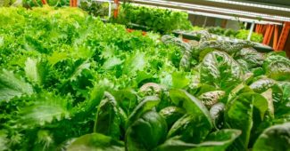 Culture sous LED : mode d'emploi et conseils