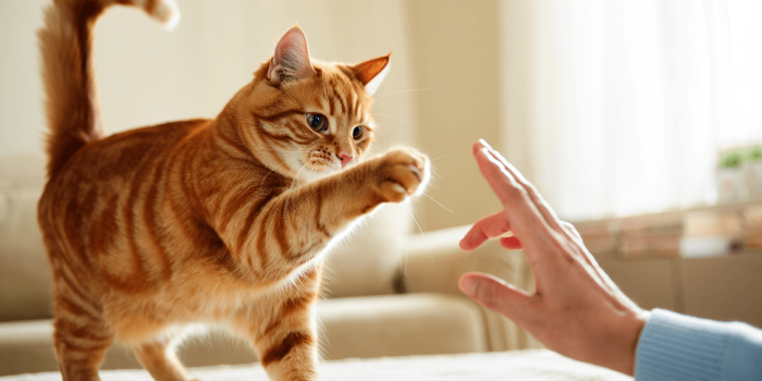 Chat