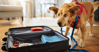 Vacances avec votre animal