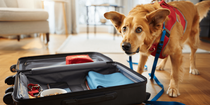 Vacances avec votre animal