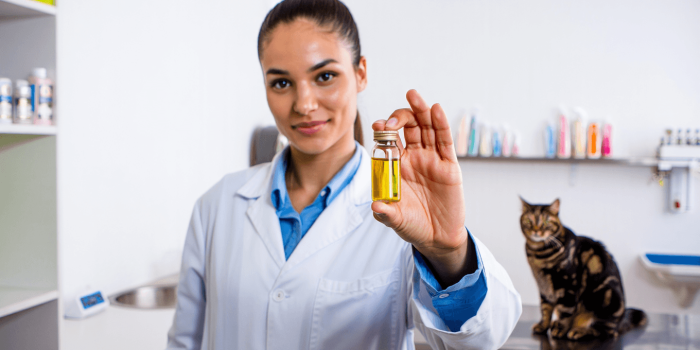 huile de saumon chat