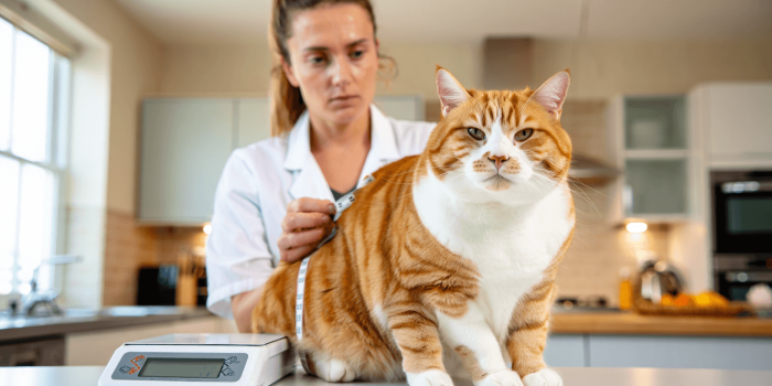 comment faire maigrir un chat