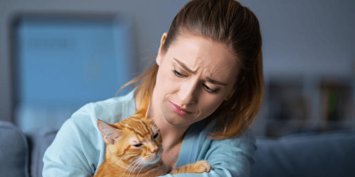 infection urinaire chat