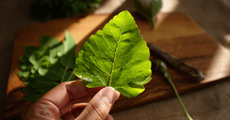 Moringa : bienfaits, consommation et précautions