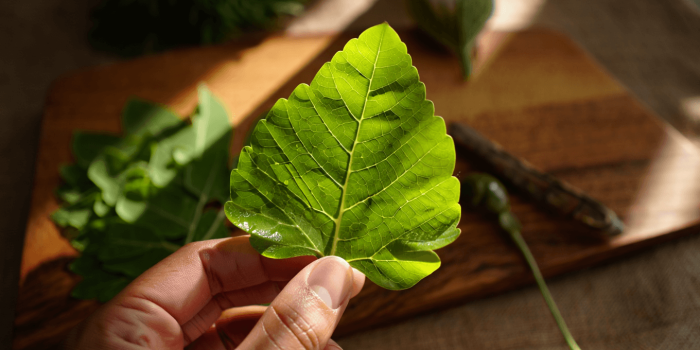 Moringa : bienfaits, consommation et précautions