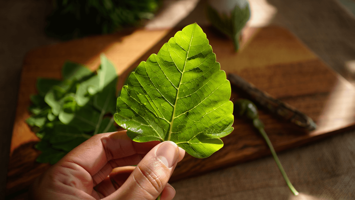 Moringa : bienfaits, consommation et précautions