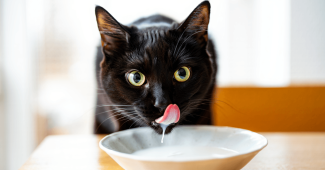 peut on donner du lait au chat