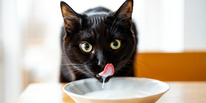 peut on donner du lait au chat