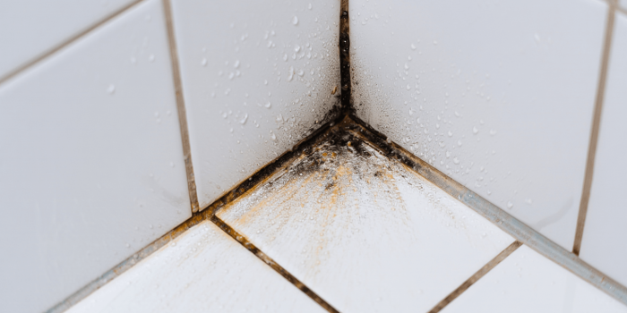 Comment enlever les moisissures sur les joints de douche : la méthode pas à pas