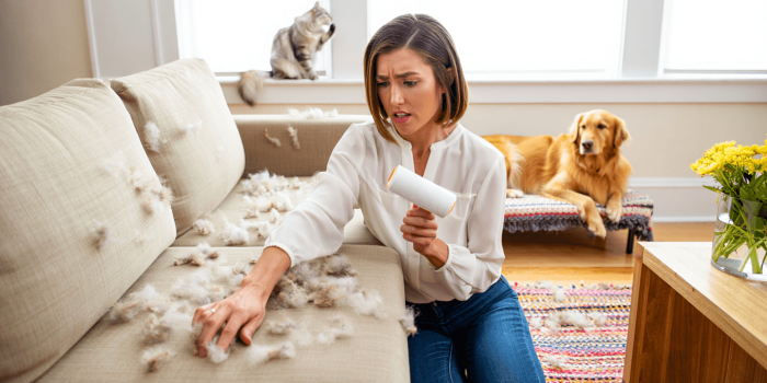 Comment enlever les poils d’animaux partout dans la maison : 10 astuces infaillibles