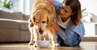 chien qui vomit
