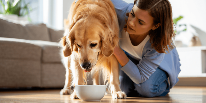 chien qui vomit