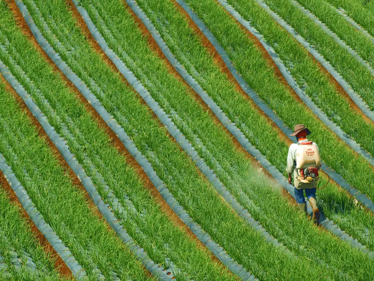Agriculteur pulvérisant des produits phytosanitaires dans un champ, montrant l'exposition professionnelle aux pesticides