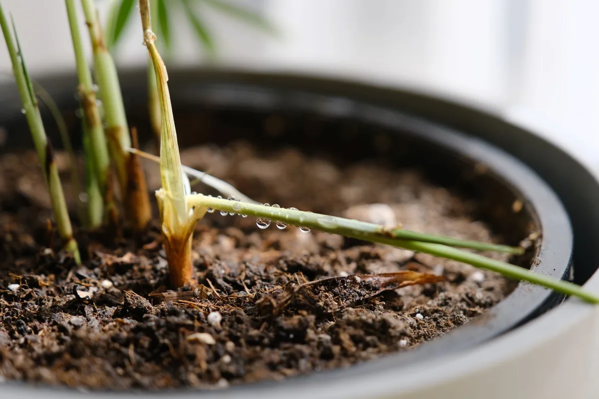 Main touchant le sol d'une plante en pot pour vérifier l'humidité