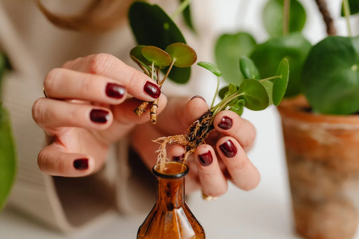 Bouture de plante en cours d'enracinement dans un verre d'eau