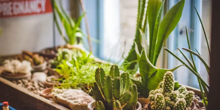 Plantes d'intérieur robustes en pots sur un rebord de fenêtre ensoleillé