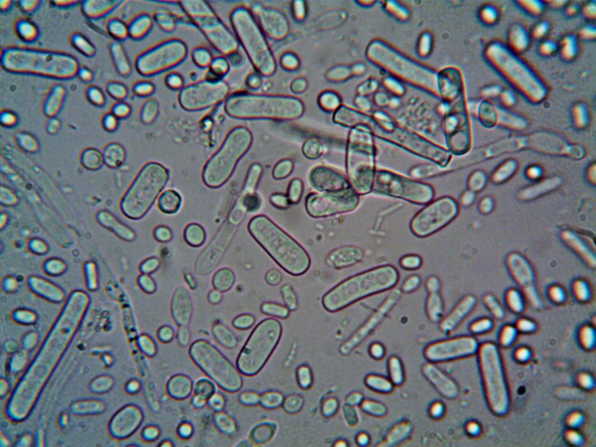 Illustration scientifique montrant des bactéries du microbiote intestinal au microscope