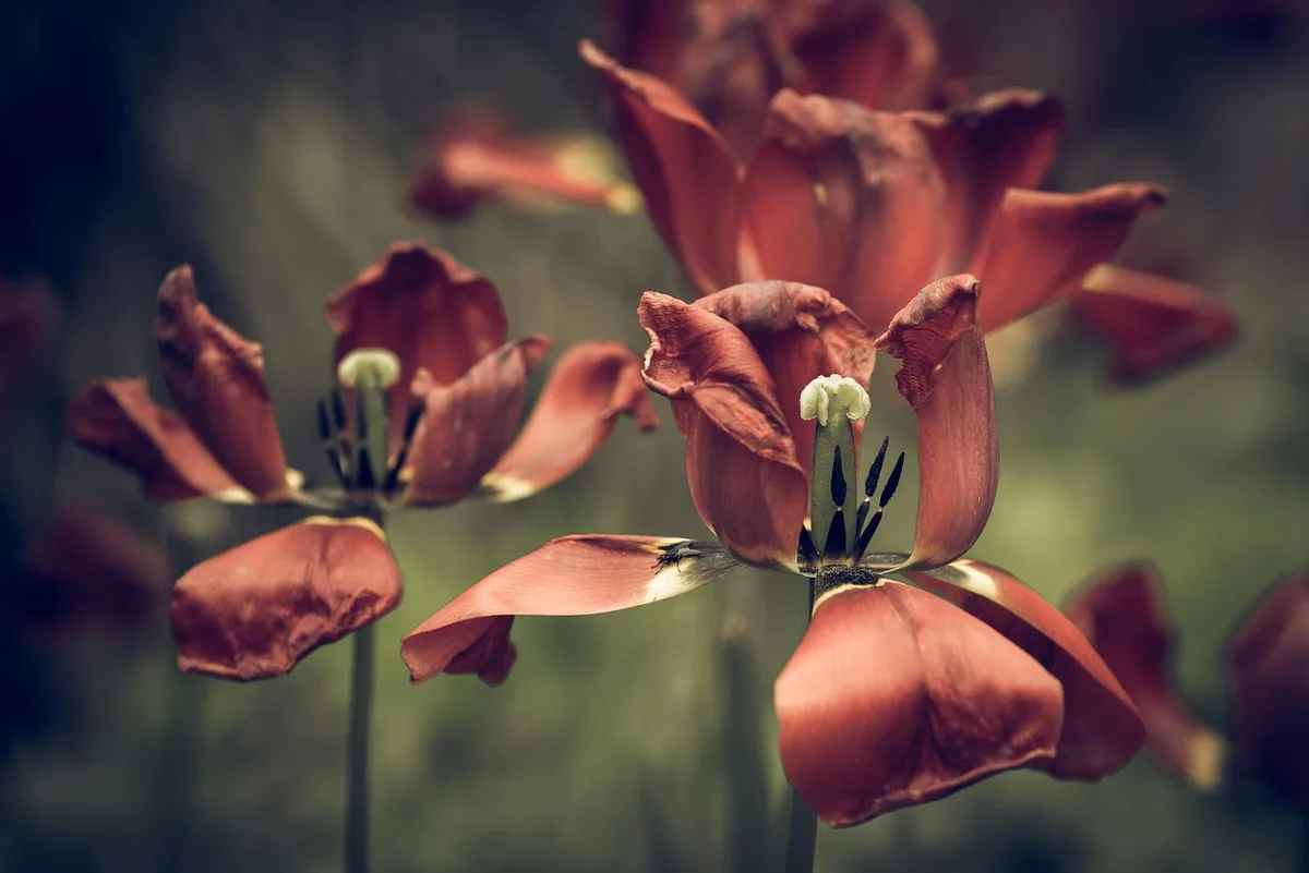 Gros plan sur une fleur de chanvre séchée montrant les trichomes
