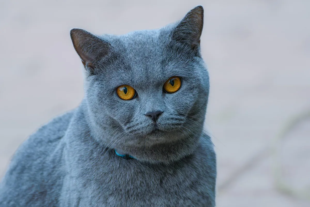 Chat d'intérieur près d'une balance et d'un bol de nourriture illustrant le risque de prise de poids