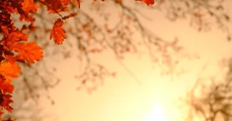 Mains arrangeant des feuilles d'automne colorées sur une surface en bois avec des outils de conservation