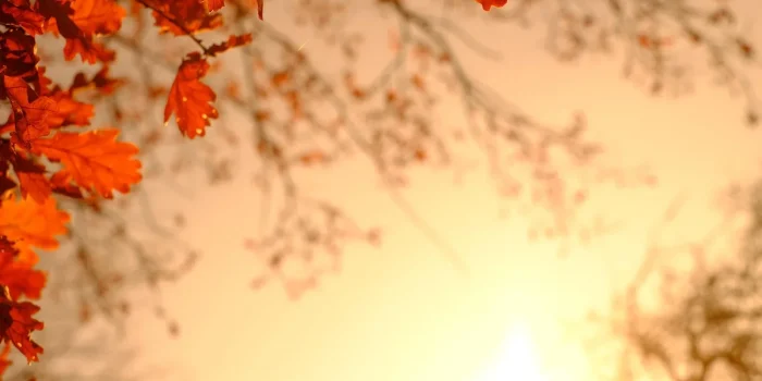 Mains arrangeant des feuilles d'automne colorées sur une surface en bois avec des outils de conservation