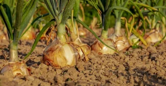 Oignons rouges, sarrasin et herbes fraîches sur une table de cuisine, compléments en arrière-plan