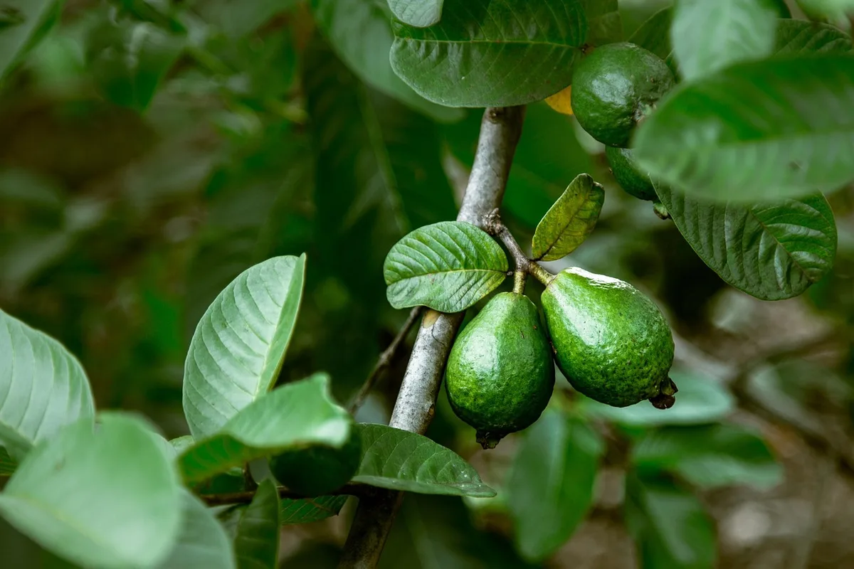 Fruits riches en vitamine C comme la goyave et petits fruits exotiques en bol