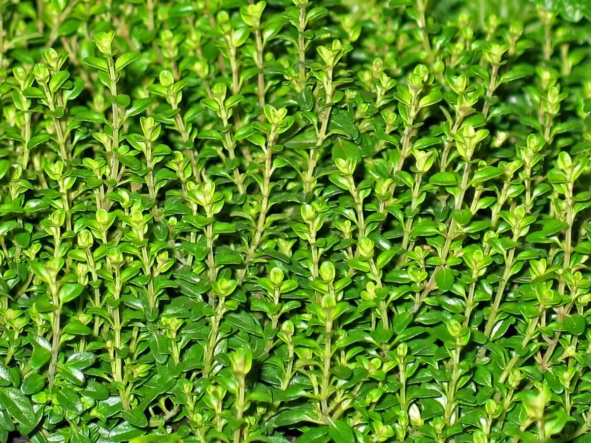 Collection de plantes sèches et herbes sur une table, étiquettes visibles