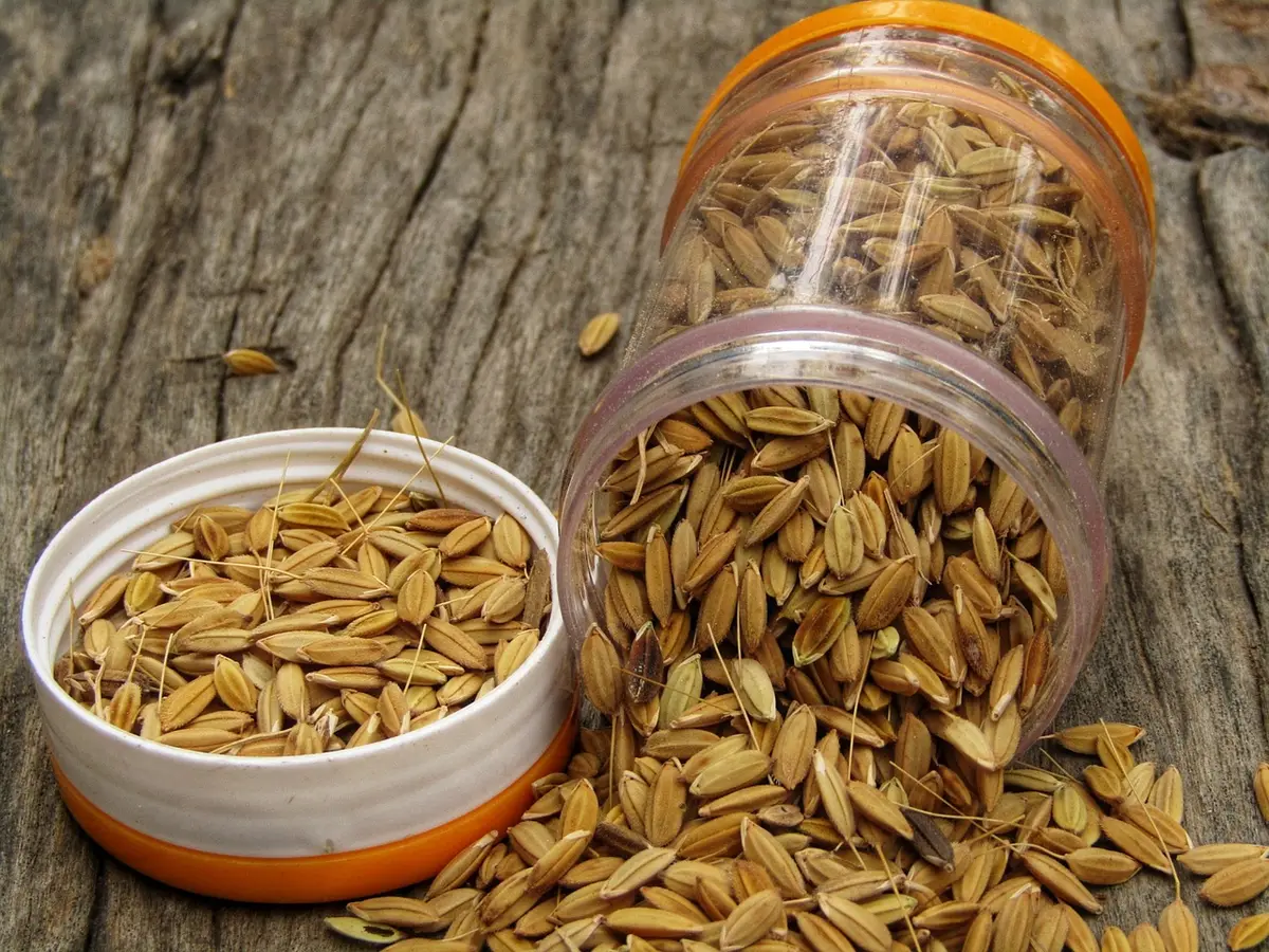 Germes et micro‑pousses en petit bocal prêts à être ajoutés à une salade