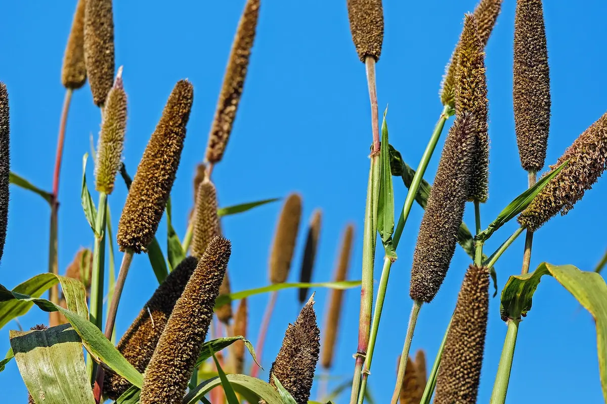 Mains préparant une pâte avec farine de millet et farine de riz