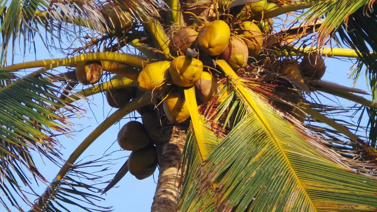 Collecte de la sève de cocotier dans un panier, production artisanale