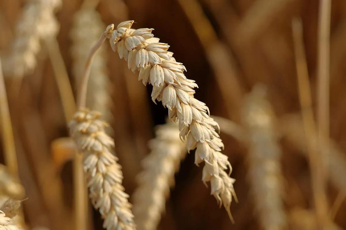 Germes de blé et grains en gros plan